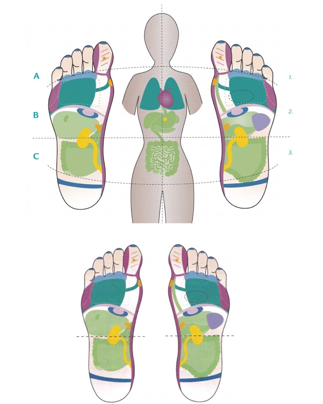 Foot Reflexology Niirahhs